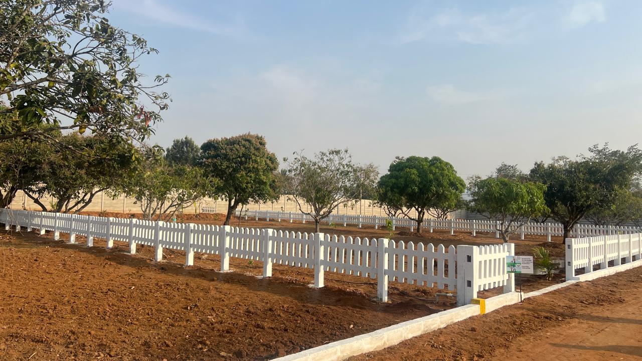 Farmland for sale surrounded by coconut and mango trees